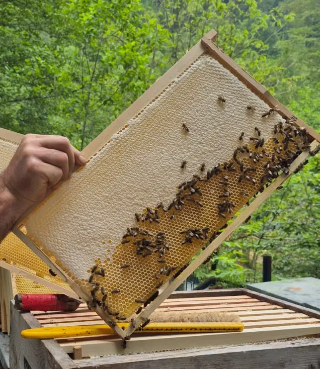 Bee hive and honey production